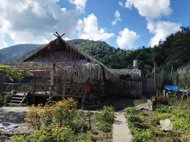菊花茶的与无码日本少妇舒爽视频，养生与文化的交融