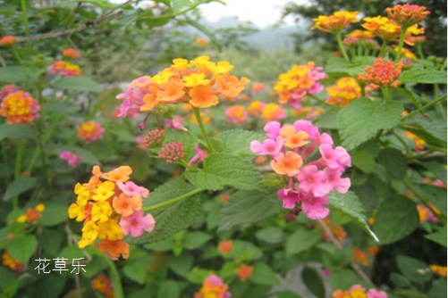面部清理，解锁肌肤健康的神秘钥匙