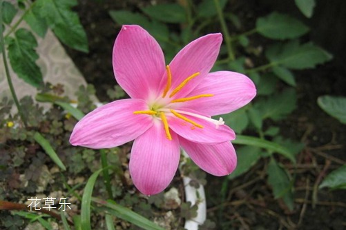 依兰花精油色婷婷成人做爰a片免费看网站，自然的秘密宝藏，肌肤的奢华呵护